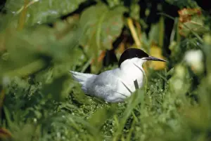 Roseate Tern