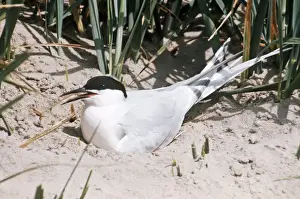 Roseate Tern - at nest