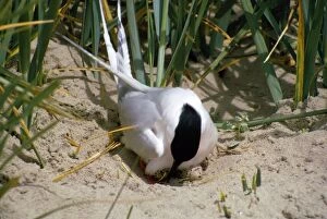 Images Dated 10th June 2010: Roseate Tern - on nest with eggs