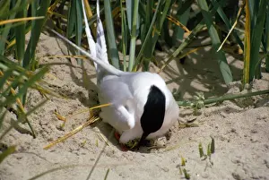 Roseate Tern - on nest with eggs