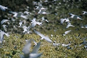 Images Dated 2nd June 2006: Roseate Terns - in flight over colony