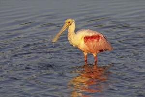 Roseatte / Roseate SPOONBILL - feeding at first light