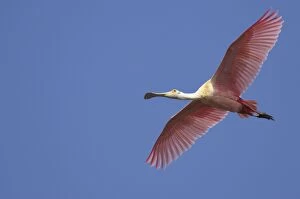 Images Dated 30th April 2005: Roseatte Spoonbill - in flight. Ding Darling NWR, florida, USA BI001515