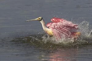 Images Dated 30th April 2005: Roseatte Spoonbill washing. Ding Darling NWR, florida, USA BI001551