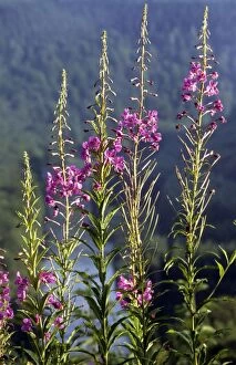 Images Dated 1st July 2008: Rosebay Willow-herb