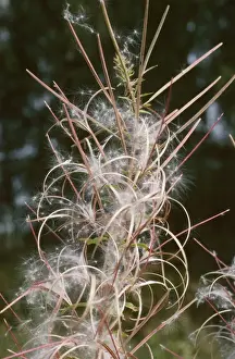 Seed Dispersal Prints: Rosebay Willow Herb - seeds