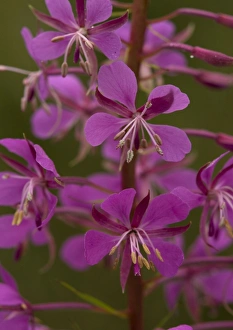 Images Dated 30th July 2005: Rosebay willowherb