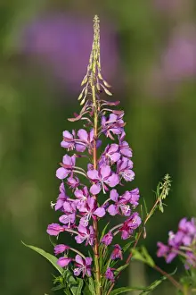 Willowherbs Prints: Rosebay Willowherb-flowering plant, Hessen, Germany