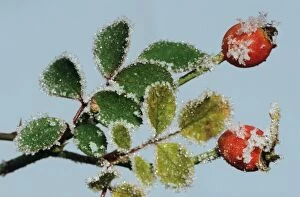 Rosehip with frost in winter
