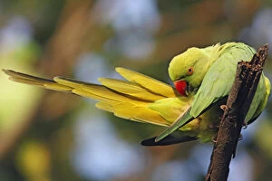 Roseringed Parakeet preening, Keoladeo National