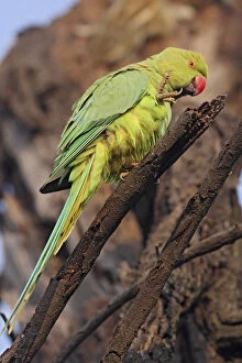 Roseringed Parakeet scratching, Keoladeo