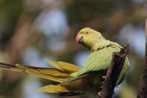Images Dated 16th November 2008: Roseringed / Ring-necked Parakeet