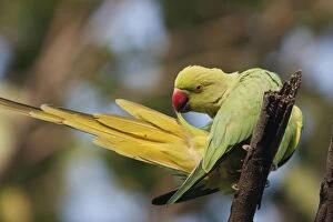 Roseringed / Ring-necked Parakeet - preening
