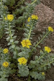 Images Dated 16th May 2006: Roseroot, Rhodiola rosea. North UK