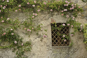 Window Gallery: Roses on old stone wall, Tuscany, Italy