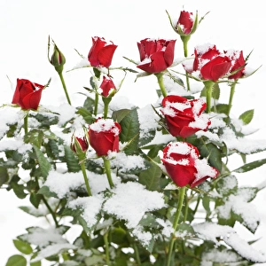 Images Dated 13th January 2010: Roses - in snow