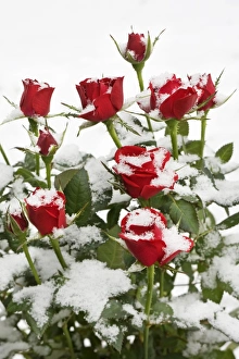 Images Dated 13th January 2010: Roses - in snow