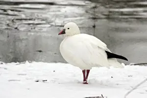 Ross Prints: Ross's Goose - captive