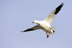 Rosss Goose - Coming in to land