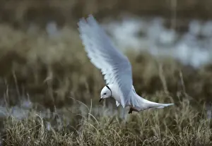 Ross Prints: Ross's Gull - On Breeding Grounds Kolyma Delta, Siberia, Russia BI005635