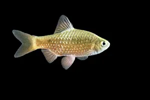 Rosy Barb Fish Distribution: India