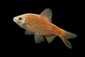 Rosy barb – side view black background tropical freshwater Asia 002054