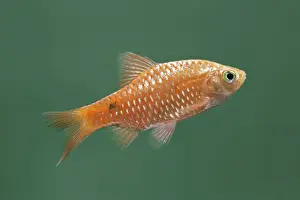 Rosy barb – side view green background tropical freshwater Asia 002057