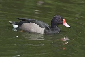 Images Dated 22nd June 2005: Rosy-billed Pochard - Swimming
