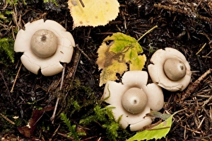 Images Dated 16th September 2011: Rosy Earthstar - on the ground in deciduous woodland