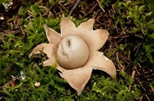 Images Dated 16th September 2011: Rosy Earthstar - on the ground in deciduous woodland