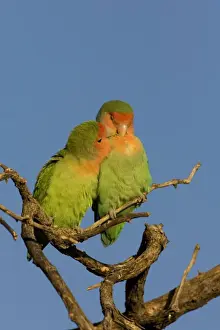 Feather Prints: Rosy faced Lovebird - pair preening each other on a favourite perch
