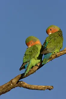 Rosy faced Lovebird - pair preening each other on a favourite perch. Central Namibia, Africa