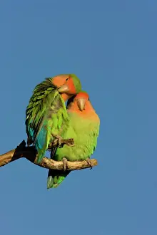 Feather Prints: Rosy faced Lovebird - portrait of pair Central Namibia, Africa