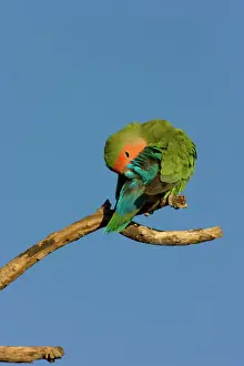 Feather Prints: Rosy faced Lovebird - preening Central Namibia, Africa