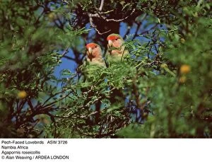 Agapornis Gallery: Rosy-faced / Peach-faced / Pastel LOVEBIRD - two in tree