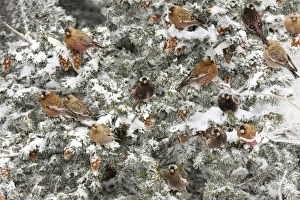 Images Dated 3rd February 2008: Rosy-Finch Sandia Crest, New Mexico in February