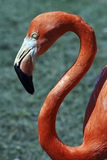 Images Dated 24th April 2007: Rosy Flamingo- Caribbean, Mexico