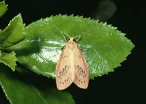 Rosy Footman JB 1570 Miltochrista miniata © J. B. S. Bottomley / ARDEA LONDON