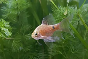 Rosy Neon Barb – turning by weeds – Dist: Asia UK