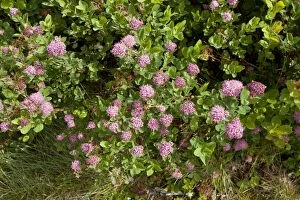 Images Dated 22nd July 2011: Rosy spiraea