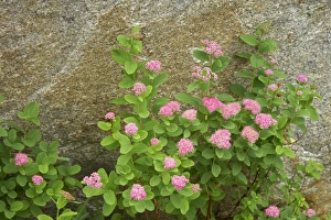 Images Dated 9th August 2006: Rosy Spirea Mount Rainier NP, Washington State, USA PL000390
