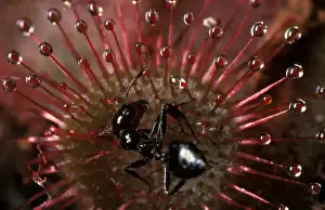 Sundew Prints: Rosy sundew - leaf with trapped ant