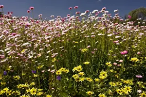 Everlasting Prints: Rosy sunray / pink and white everlasting