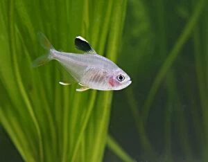 Rosy tetra - side view, tropical freshwater