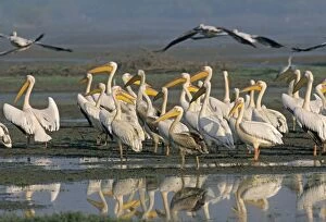 Rosy / White Pelicans in the wetland