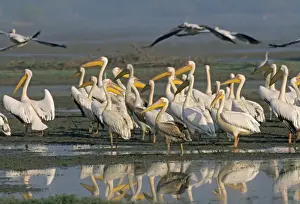 Rosy / White Pelicans in the wetland, Keoladeo National Park, India