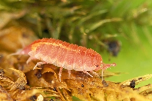 Images Dated 26th November 2012: Rosy Woodlouse - pink - on plant - UK