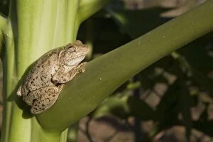 Images Dated 1st November 2007: Roths Tree Frog Distributed across the Top End from the Kimberley to eastern Queensland