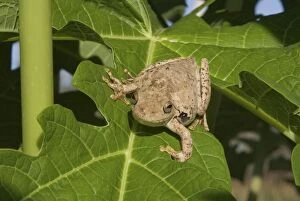 Images Dated 1st November 2007: Roths Tree Frog Distributed across the Top End from the Kimberley to eastern Queensland