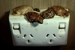 Roths tree frogs